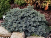 Picea pungens 'Waldbrunn' 